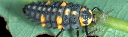 Attēlu rezultāti vaicājumam “Coccinella septempunctata larva”
