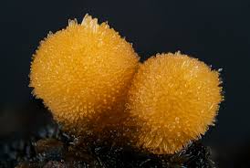 Attēlu rezultāti vaicājumam “Bactridium flavum”