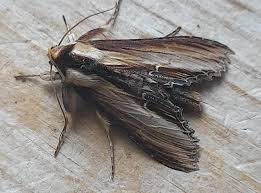 Attēlu rezultāti vaicājumam “Cucullia verbasci”