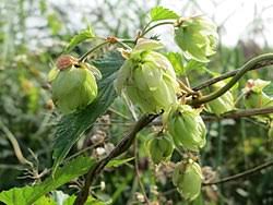 Attēlu rezultāti vaicājumam “Humulus lupulus fruit”