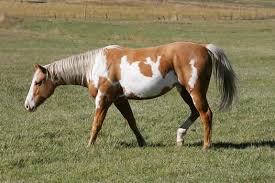 http://t0.gstatic.com/images?q=tbn:ANd9GcQfxxUaDc0xnqSaivNoq0OumlnJY_D2jmZ7__l-thzHgwXwLP3f8A
