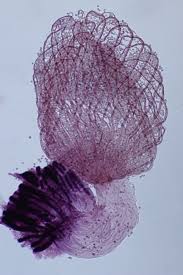 Attēlu rezultāti vaicājumam “Cribraria cancellata”