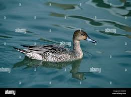 Attēlu rezultāti vaicājumam “Anas acuta male”