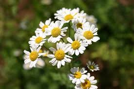 Image result for Matricaria recutita (chamomilla)