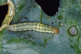 Attēlu rezultāti vaicājumam “Mamestra brassicae larva”