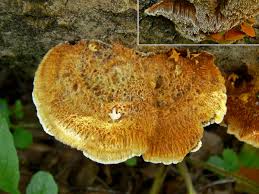 Attēlu rezultāti vaicājumam “Inonotus rheades”