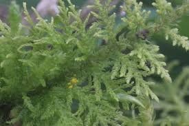 Attēlu rezultāti vaicājumam “Thuidium assimile”