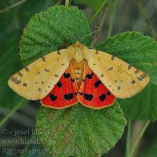 Attēlu rezultāti vaicājumam “Rhyparia purpurata”