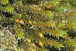 Attēlu rezultāti vaicājumam “Hedwigia ciliata sporophyte”