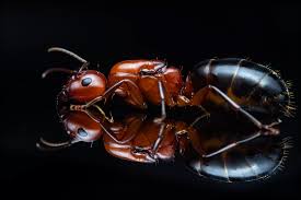 Attēlu rezultāti vaicājumam “Anthostoma decipiens”