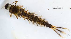 Attēlu rezultāti vaicājumam “Ephemeroptera larvae”