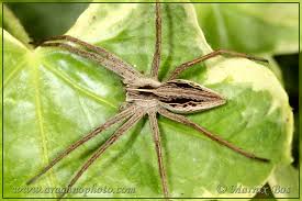 Attēlu rezultāti vaicājumam “Pisauridae”