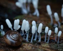 Attēlu rezultāti vaicājumam “Arcyria affinis spores”