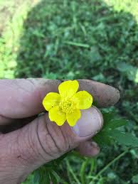 Attēlu rezultāti vaicājumam “Ranunculus bulbosus”