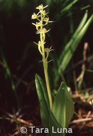 Attēlu rezultāti vaicājumam “Liparis loeselii”