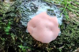 Attēlu rezultāti vaicājumam “Didymium xanthopus”