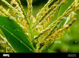 Attēlu rezultāti vaicājumam “Zea mays male flower”