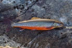 Image result for Salvelinus alpinus
