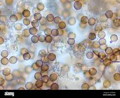 Attēlu rezultāti vaicājumam “Didymium nigripes macro”