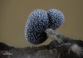 Attēlu rezultāti vaicājumam “Lindbladia tubulina macro”