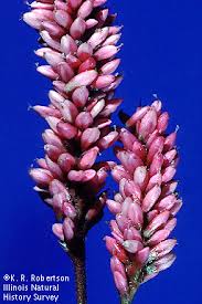 Attēlu rezultāti vaicājumam “Polygonaceae”