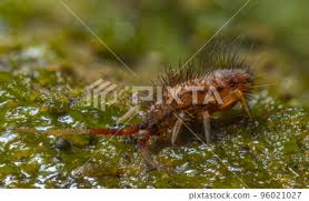 Attēlu rezultāti vaicājumam “Orchesella flavescens”