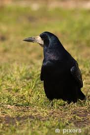 Attēlu rezultāti vaicājumam “Corvus frugilegus”