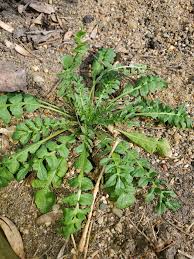 Attēlu rezultāti vaicājumam “Capsella bursa-pastoris leaf”