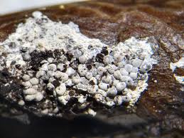 Attēlu rezultāti vaicājumam “Diderma crustaceum sessile”