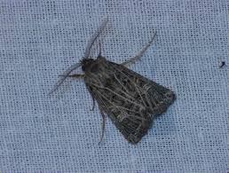 Attēlu rezultāti vaicājumam “Tholera decimalis”