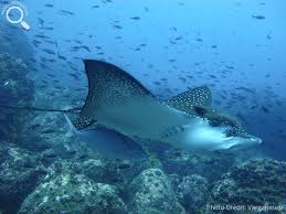 Image result for Aetobatus narinari