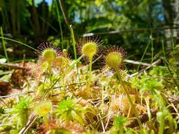 Attēlu rezultāti vaicājumam “Drosera rotundifolia”