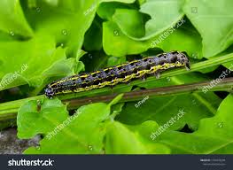 Attēlu rezultāti vaicājumam “Orthosia miniosa larva”