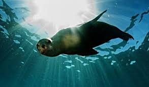 Image result for Wyndley Seals Snorkelling Club