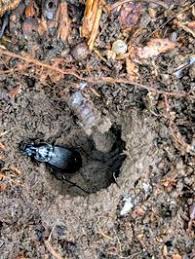 Attēlu rezultāti vaicājumam “Pterostichus niger”