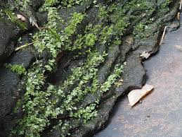 Attēlu rezultāti vaicājumam “Fissidens pusillus”