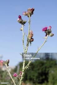 Attēlu rezultāti vaicājumam “Cirsium palustre”