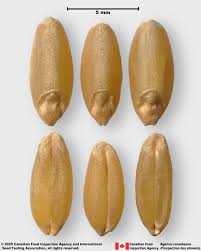 Attēlu rezultāti vaicājumam “Triticum aestivum”