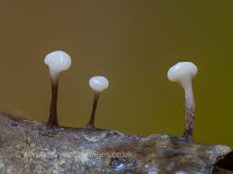 Attēlu rezultāti vaicājumam “Didymium serpula”