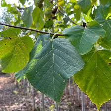 Attēlu rezultāti vaicājumam “Tilia americana”