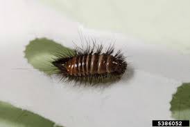 Attēlu rezultāti vaicājumam “Anthrenus scrophulariae”