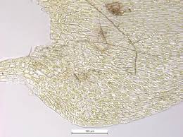 Attēlu rezultāti vaicājumam “Sciuro-hypnum reflexum”