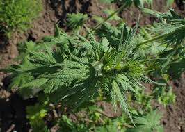 Attēlu rezultāti vaicājumam “Leonurus quinquelobatus leaf”