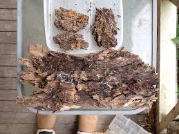 Attēlu rezultāti vaicājumam “Licea testudinacea young”