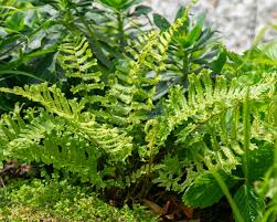 Attēlu rezultāti vaicājumam “Dryopteris cristata”