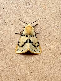 Attēlu rezultāti vaicājumam “Spilosoma lutea larva”