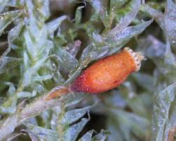 Attēlu rezultāti vaicājumam “Neckera complanata sporophyte”