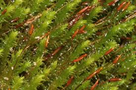 Attēlu rezultāti vaicājumam “Anomodon viticulosus”