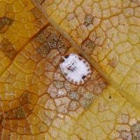 Attēlu rezultāti vaicājumam “Aleurochiton aceris”