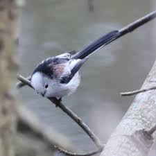 Attēlu rezultāti vaicājumam “Aegithalos caudatus adult”